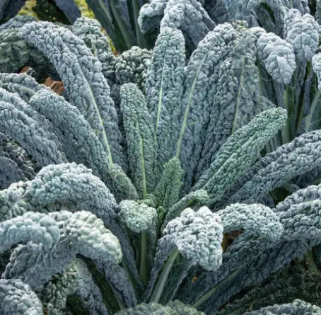 Black Magic Kale