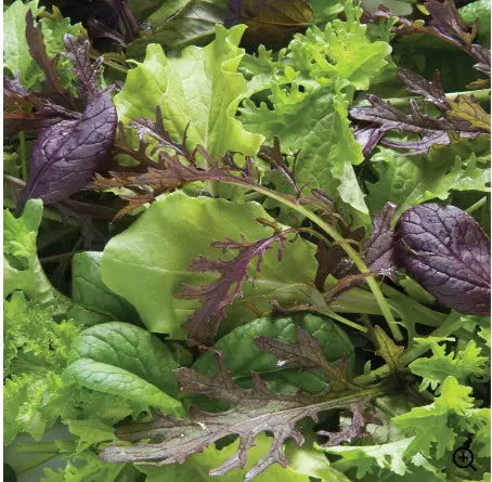 Elegance Green Mix