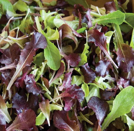 Wildfire Lettuce Mix