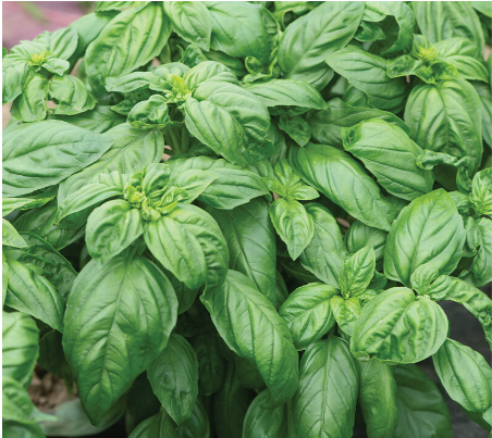 Basil