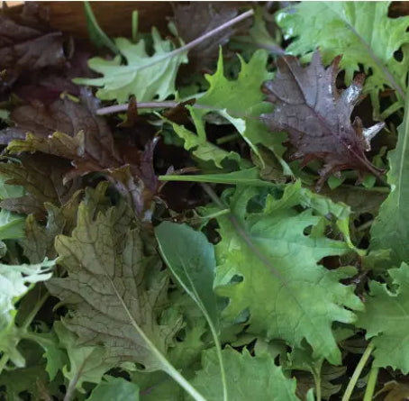 Baby Kale Mix