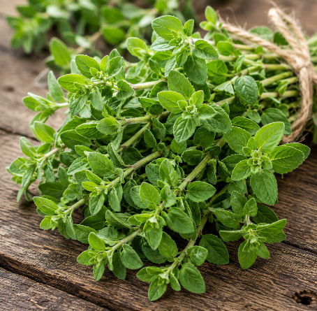 Oregano