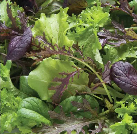 Premium Green Mix