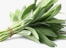 Sage